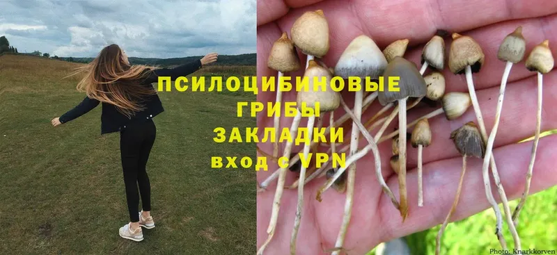 Псилоцибиновые грибы Cubensis  где купить   Орёл 